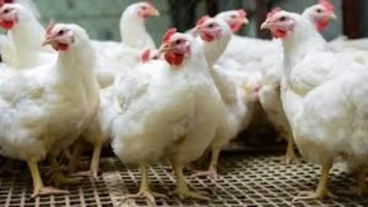 استقرار أسعار الدواجن في أسواق محافظة الإسماعيلية يوم الإثنين 13 أبريل 2026